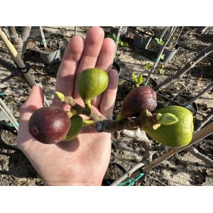 Figovník (Ficus carica) ´BROWN TURKEY´ - výška 300-350 cm, obvod kmeňa: 16/18 cm, kont. C70L (-20°C)